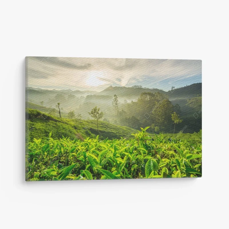 Leinwandbild sonnenaufgang über den teeplantagen von Munnar