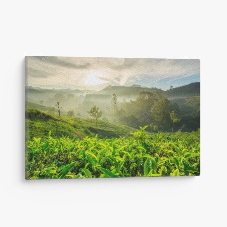Leinwandbild sonnenaufgang über den teeplantagen von Munnar – Wallnifity®