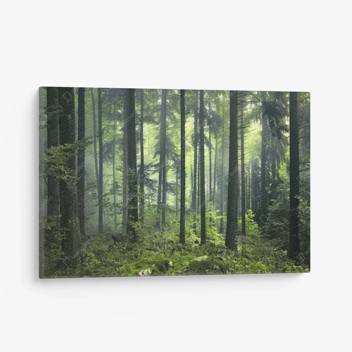 Leinwandbild mystischer grüner frühlingswald – Wallnifity® Leinwandbild mystischer grüner frühlingswald – Wallnifity®