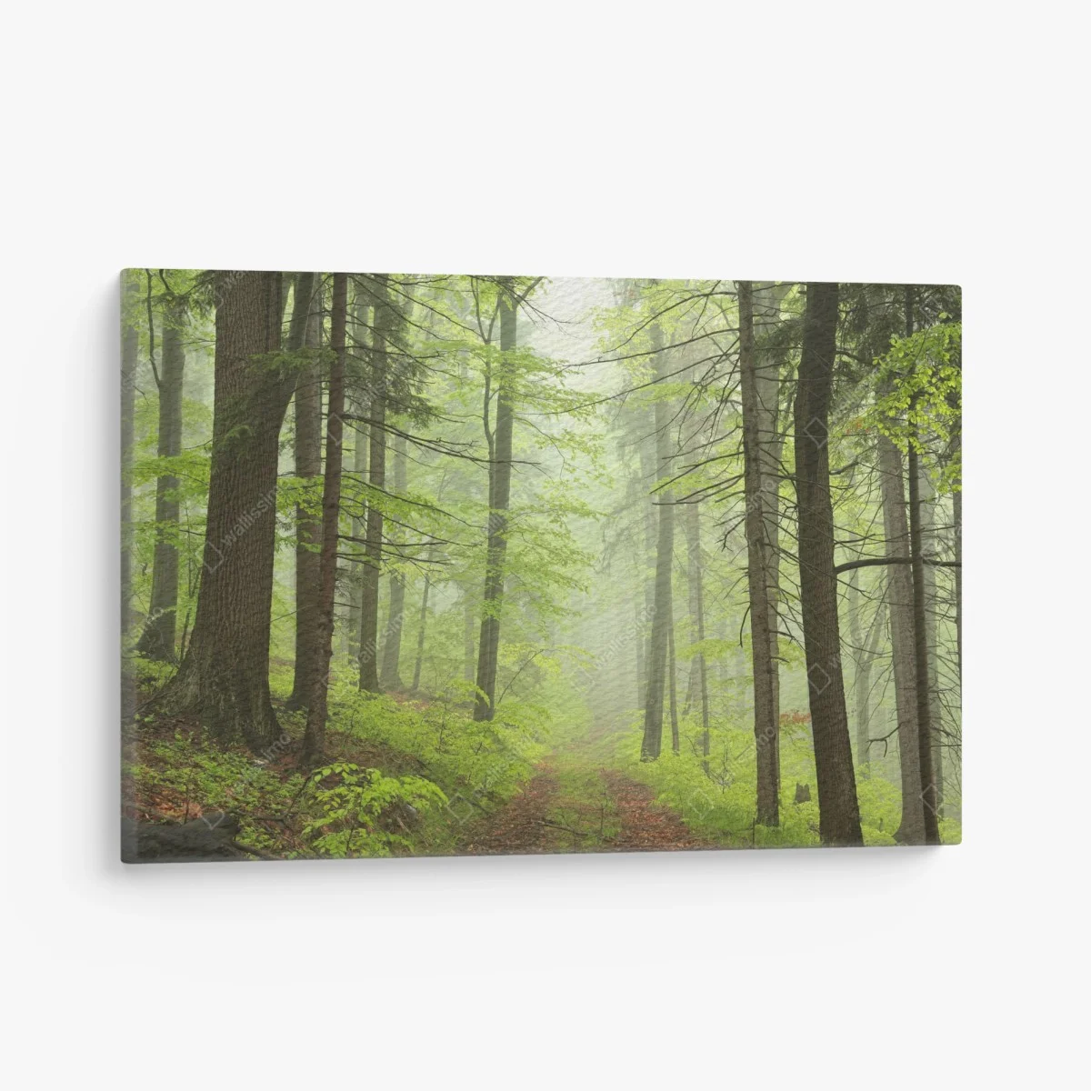 Leinwandbild nebliger grüner waldpfad – Wallnifity® Leinwandbild nebliger grüner waldpfad – Wallnifity®