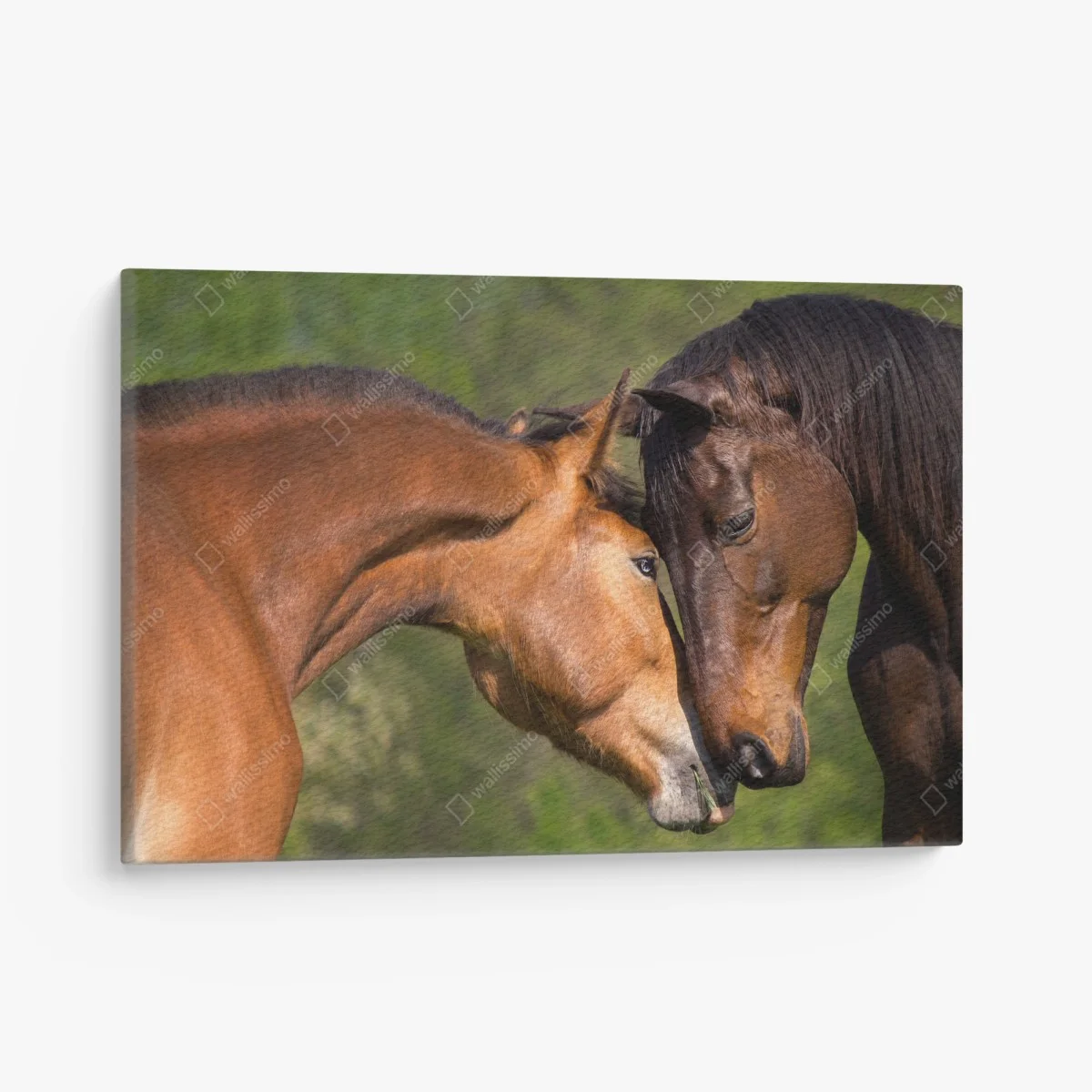 Leinwandbild zärtliche pferdefreundschaft – Wallnifity® Leinwandbild zärtliche pferdefreundschaft – Wallnifity®