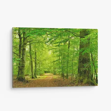 Leinwandbild ruhiger grüner waldpfad – Wallnifity®