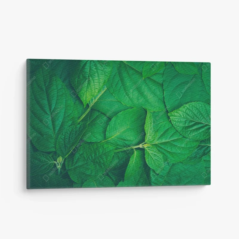 Blumen & Pflanzen – Wallnifity®