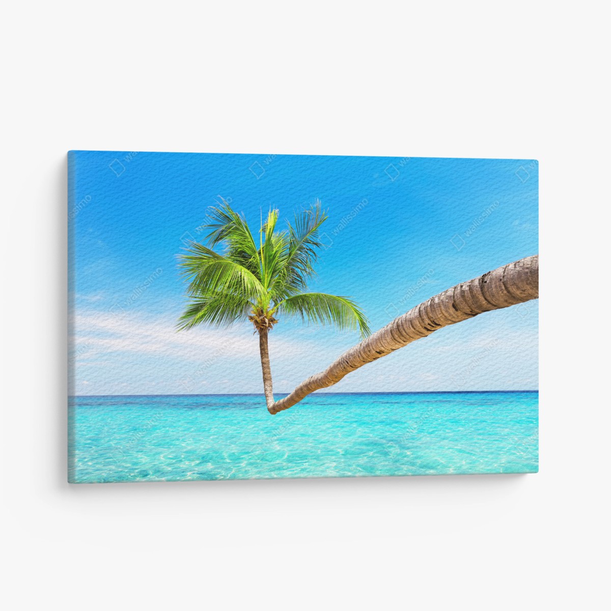 Leinwandbild tropische palme in Punta Cana – Wallnifity®