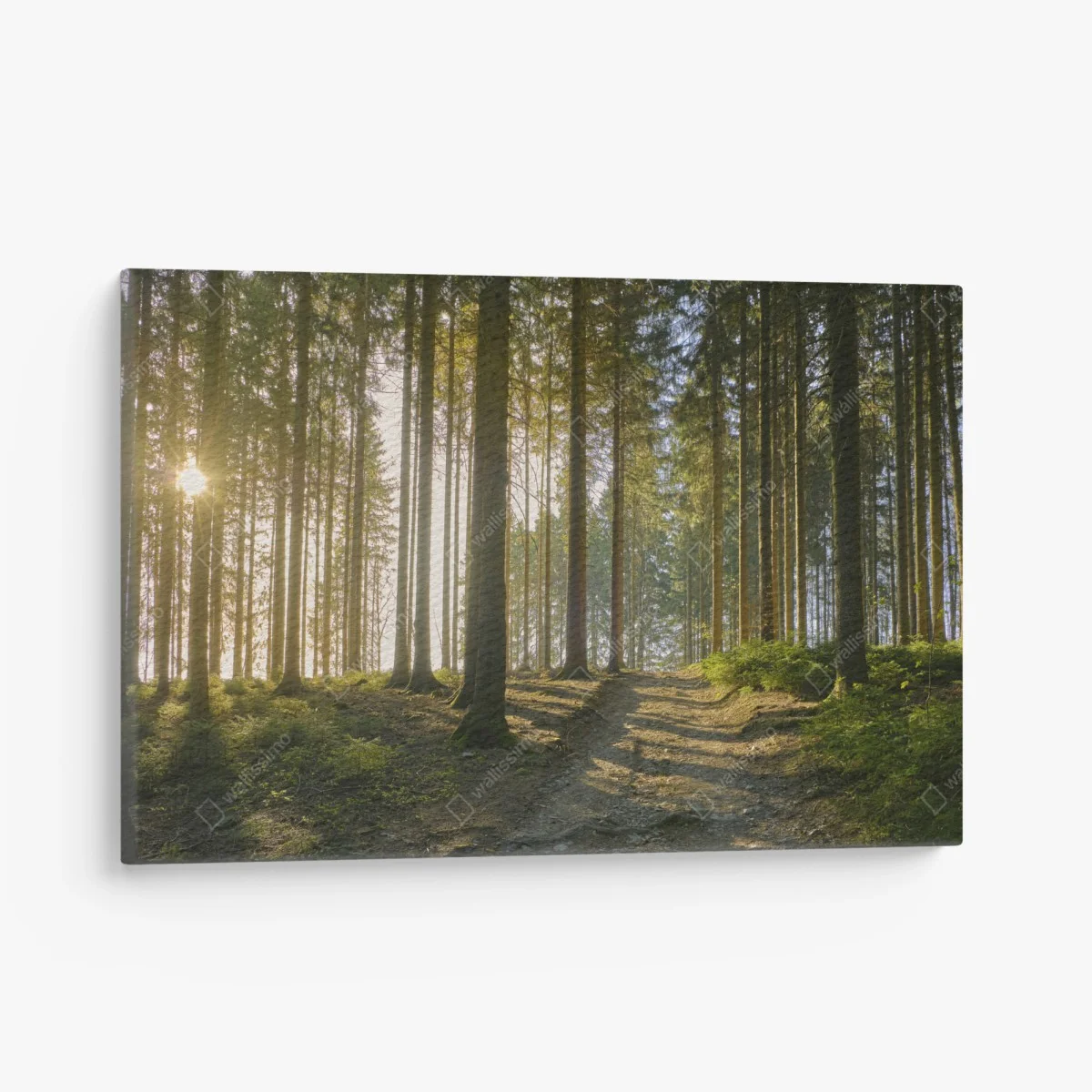 Leinwandbild sonniger waldweg im morgenlicht – Wallnifity® Leinwandbild sonniger waldweg im morgenlicht – Wallnifity®