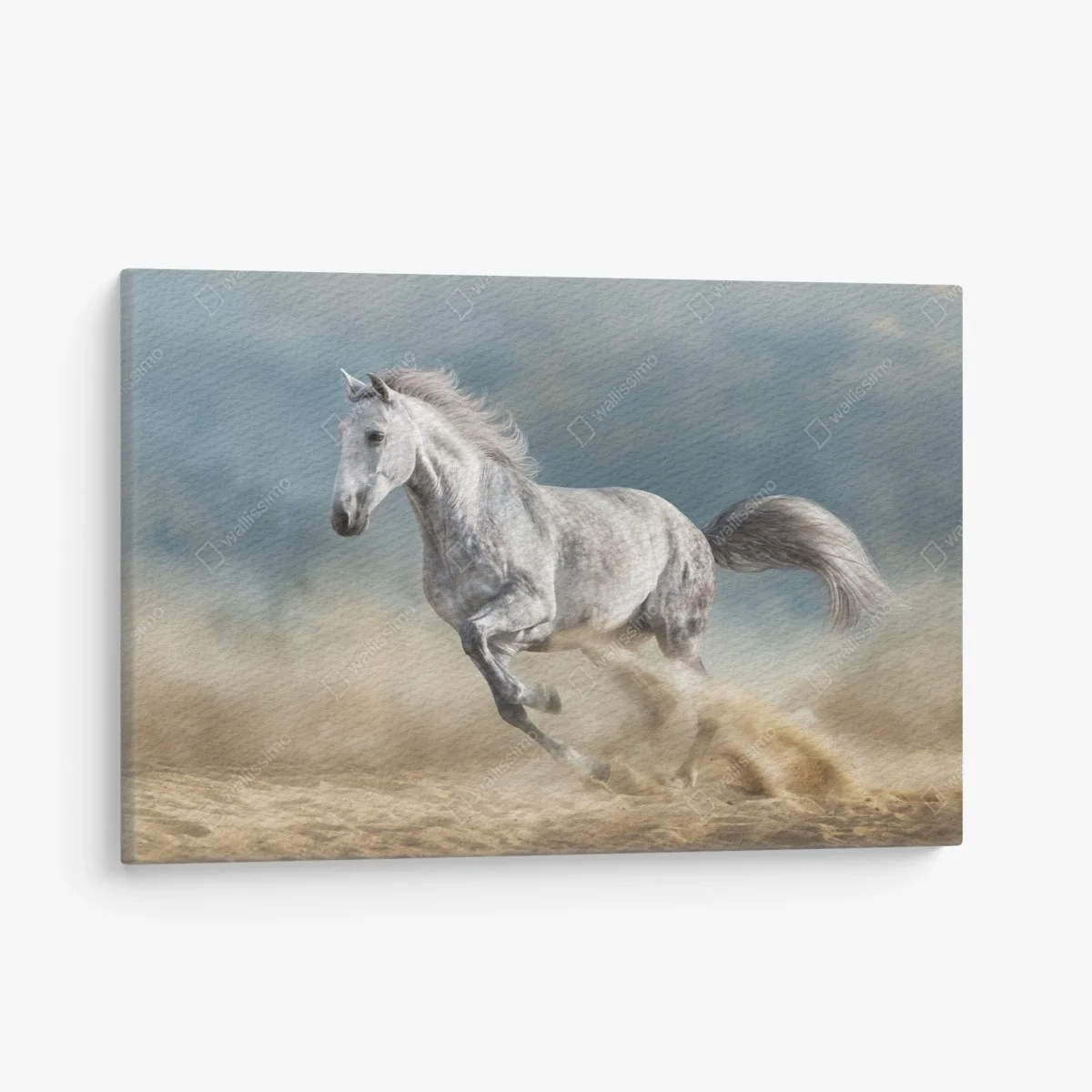 Leinwandbild majestätisches graues pferd galoppiert durch den sand – Wallnifity® Leinwandbild majestätisches graues pferd galoppiert durch den sand – Wallnifity®