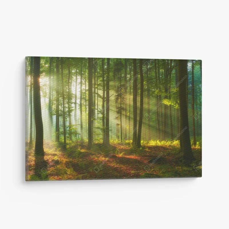 Leinwandbild morgendliches licht im grünen wald