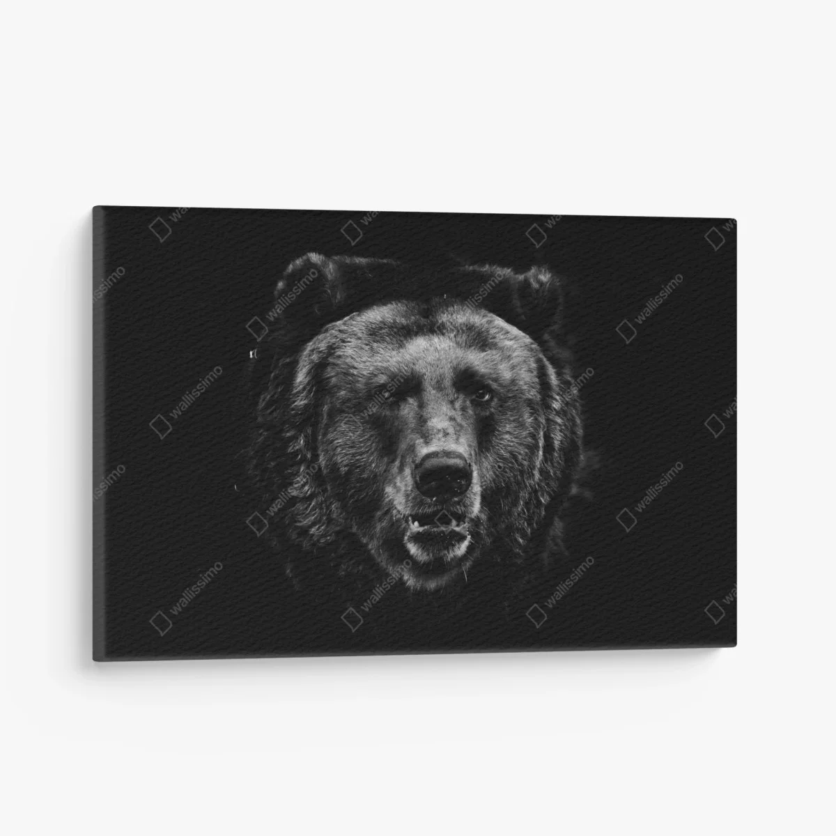 Leinwandbild düsteres grizzly-porträt in monochrom – Wallnifity® Leinwandbild düsteres grizzly-porträt in monochrom – Wallnifity®