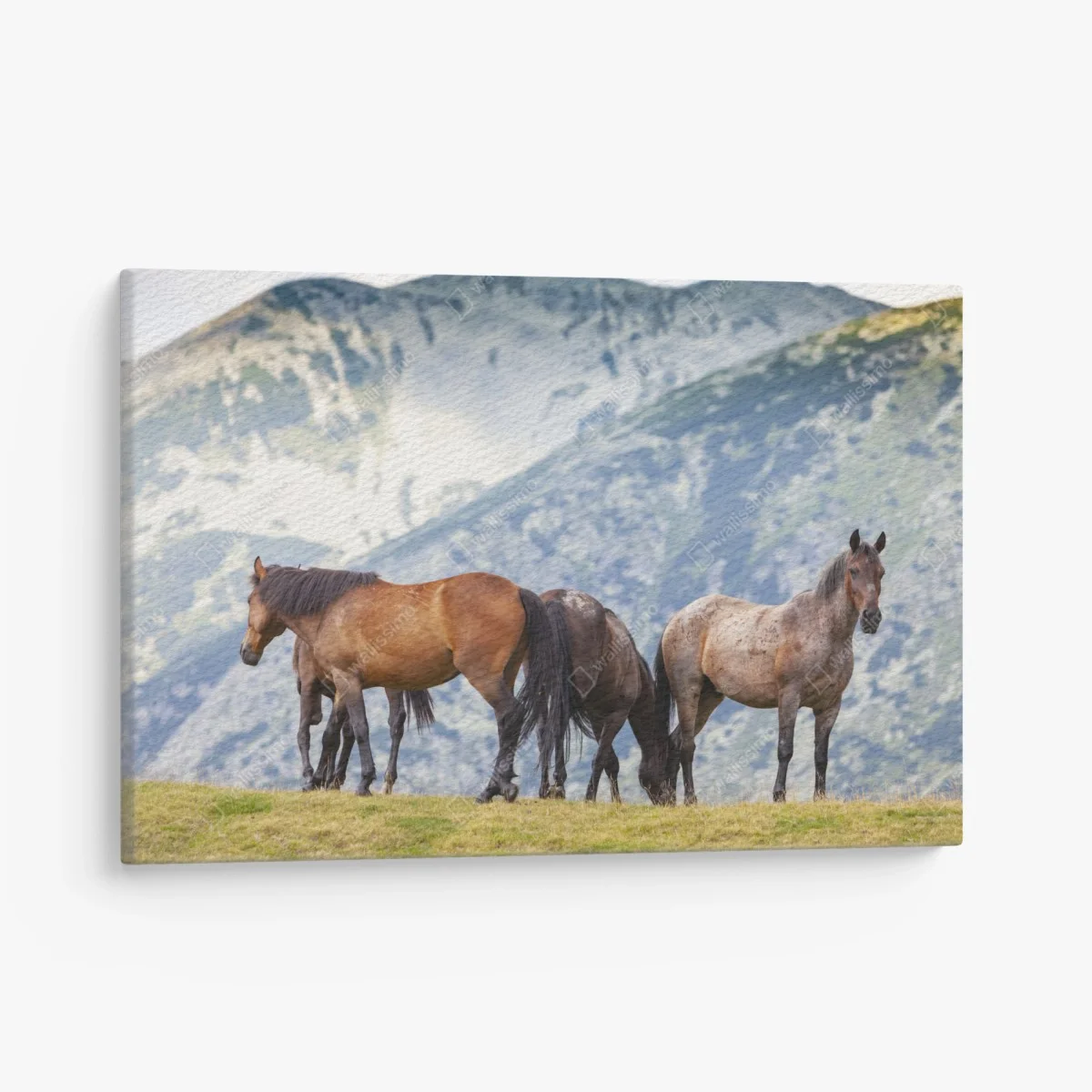 Leinwandbild pferde auf der bergwiese – Wallnifity® Leinwandbild pferde auf der bergwiese – Wallnifity®