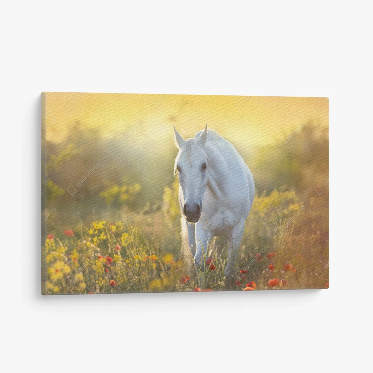 Leinwandbild weißes pferd im mohnfeld bei sonnenaufgang – Wallnifity® Leinwandbild weißes pferd im mohnfeld bei sonnenaufgang – Wallnifity®