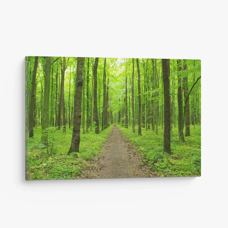 Wälder – Wallnifity®
