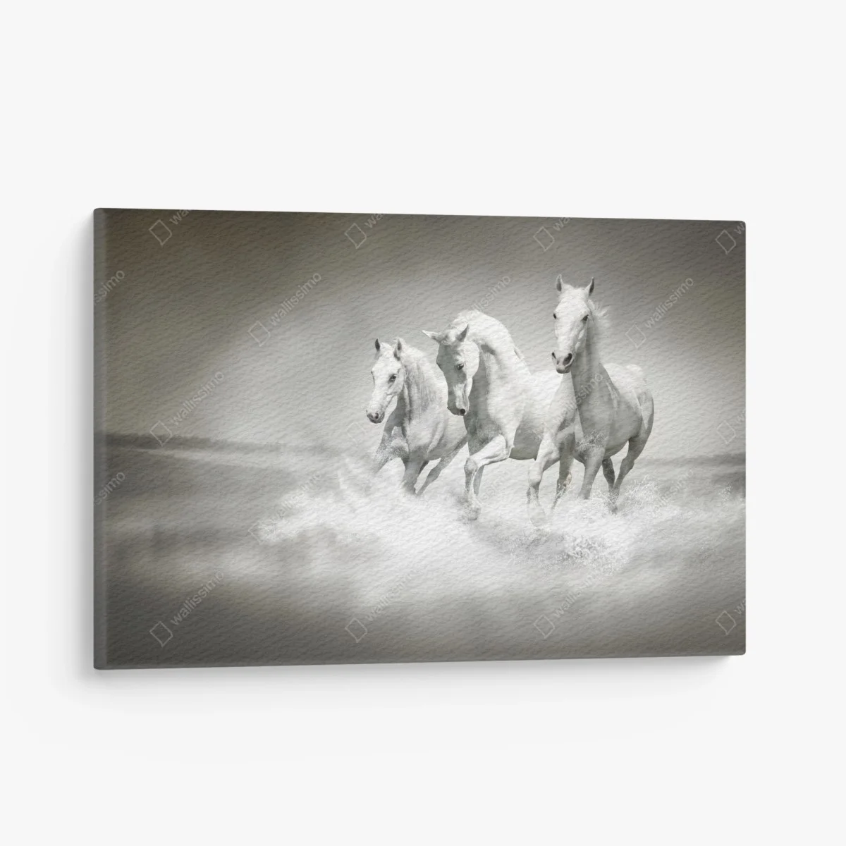 Leinwandbild drei weiße pferde im galopp durch wasser – Wallnifity® Leinwandbild drei weiße pferde im galopp durch wasser – Wallnifity®