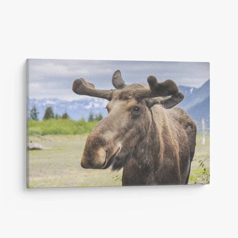Leinwandbild majestätisches elchporträt in freier natur