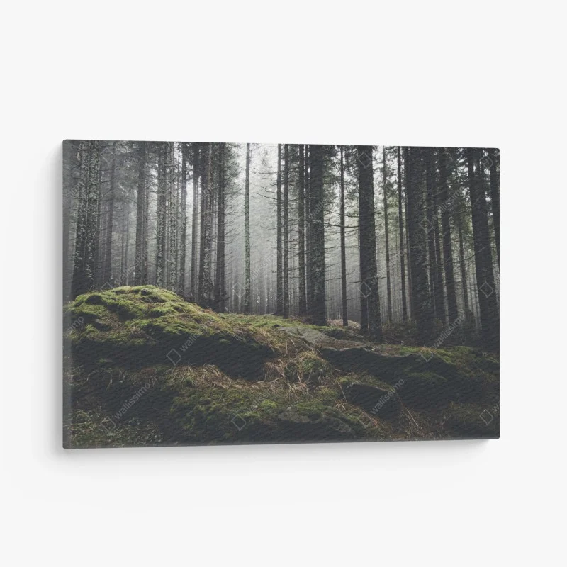Leinwandbild nebliger moosbedeckter wald