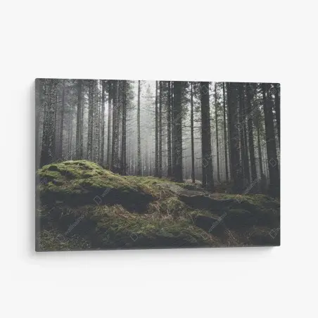 Leinwandbild nebliger moosbedeckter wald – Wallnifity®