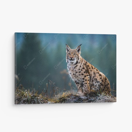 Leinwandbild majestätischer luchs in natürlichem habitat – Wallnifity®