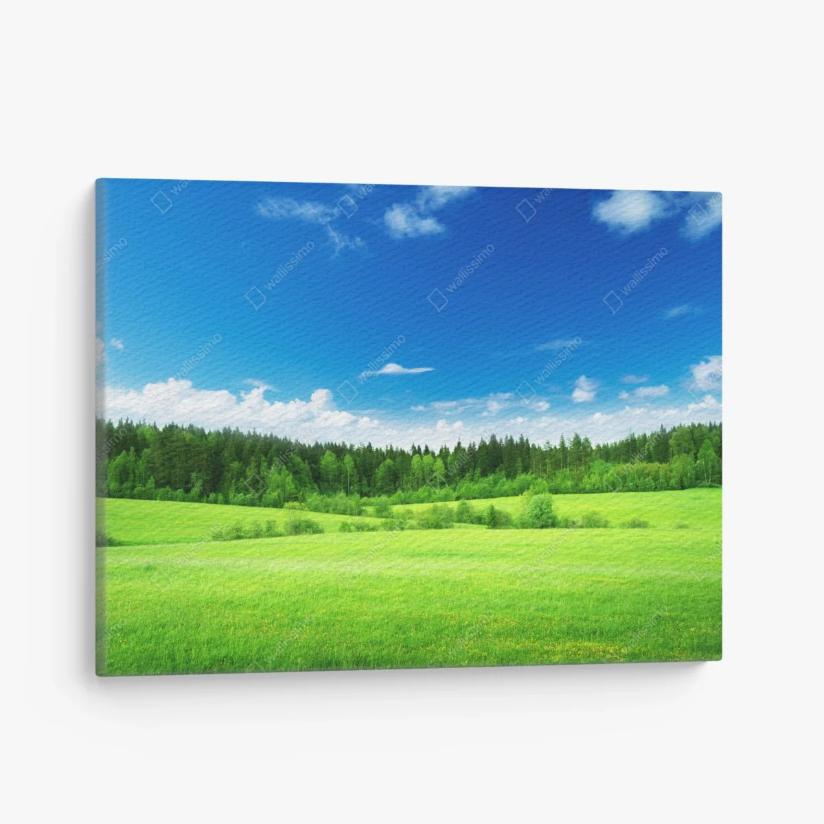 Leinwandbild frühlingswiese unter blauem himmel – Wallnifity® Leinwandbild frühlingswiese unter blauem himmel – Wallnifity®
