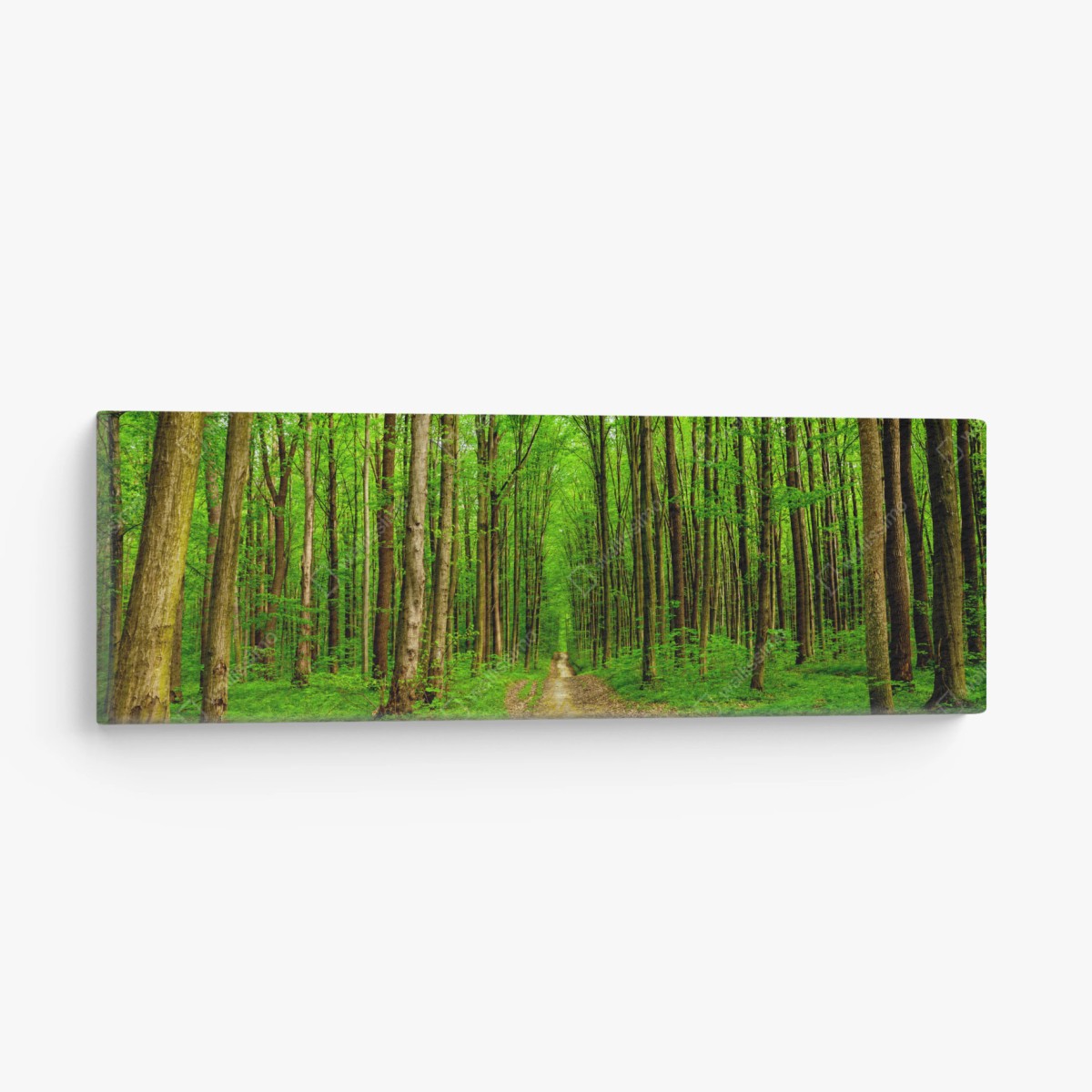 Leinwandbild grüner waldweg im frühling – Wallnifity®