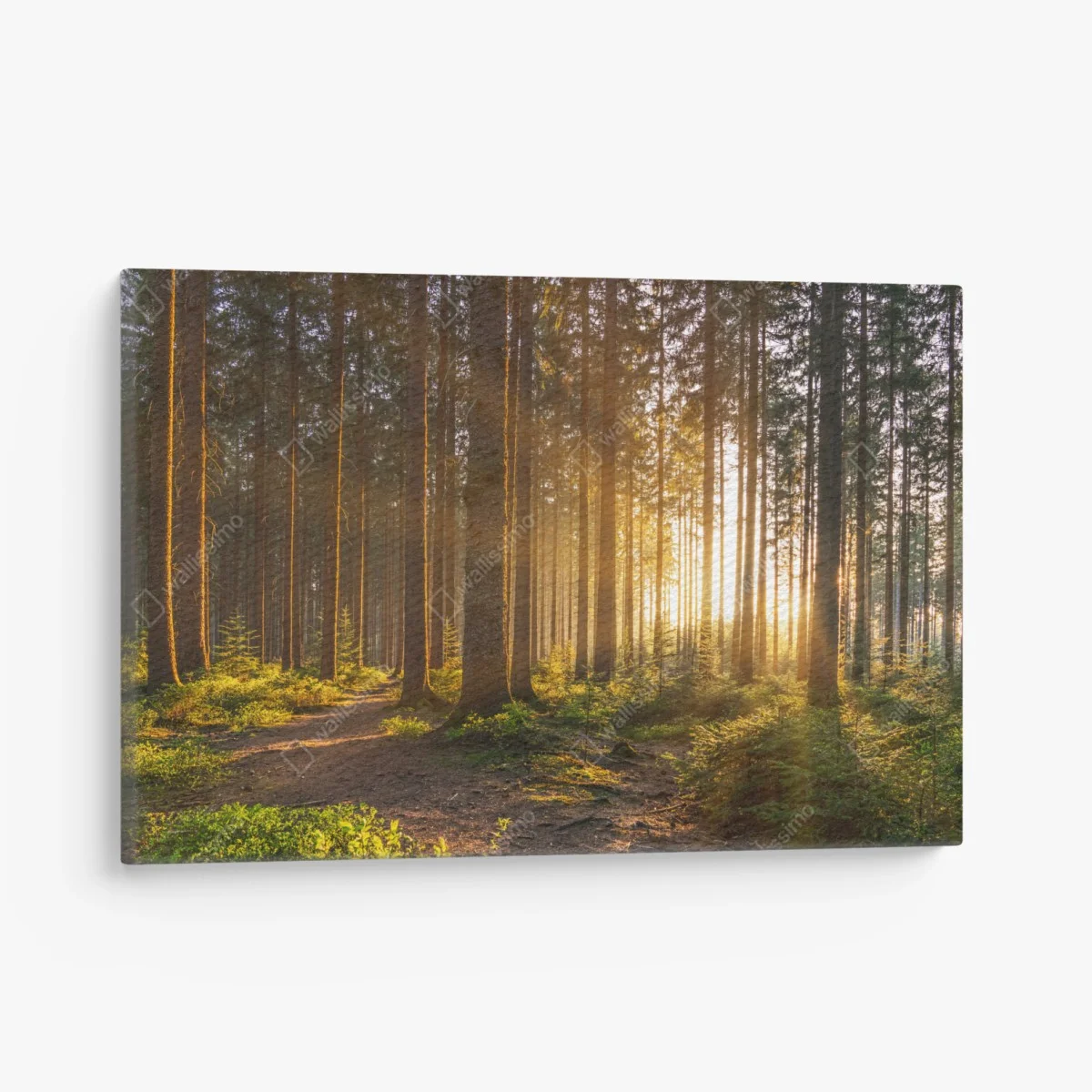 Leinwandbild sonnenbeschienener waldweg am morgen – Wallnifity® Leinwandbild sonnenbeschienener waldweg am morgen – Wallnifity®