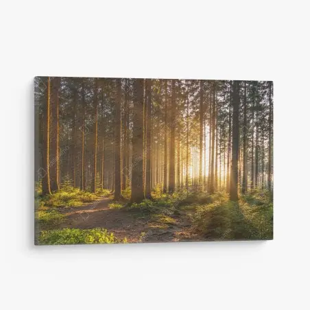Leinwandbild sonnenbeschienener waldweg am morgen – Wallnifity®