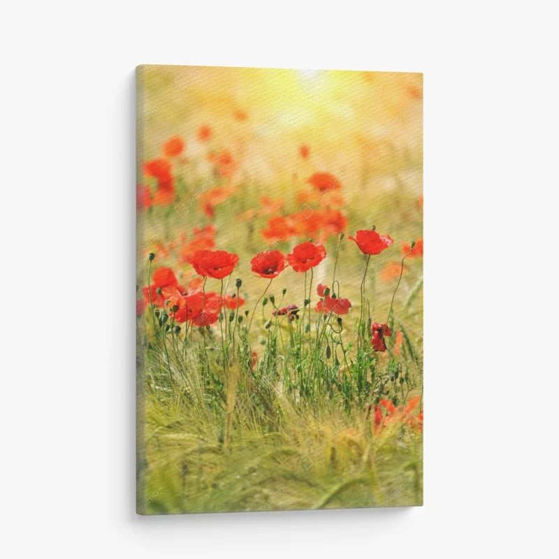 Leinwandbild rote mohnwiese im sonnenlicht