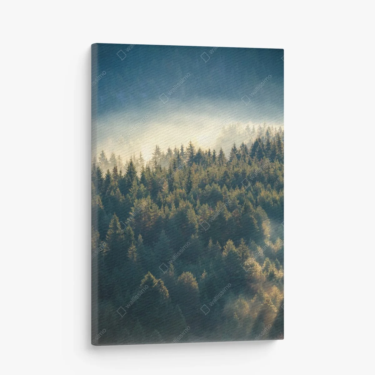 Leinwandbild nebliger kiefernwald im morgenlicht – Wallnifity® Leinwandbild nebliger kiefernwald im morgenlicht – Wallnifity®