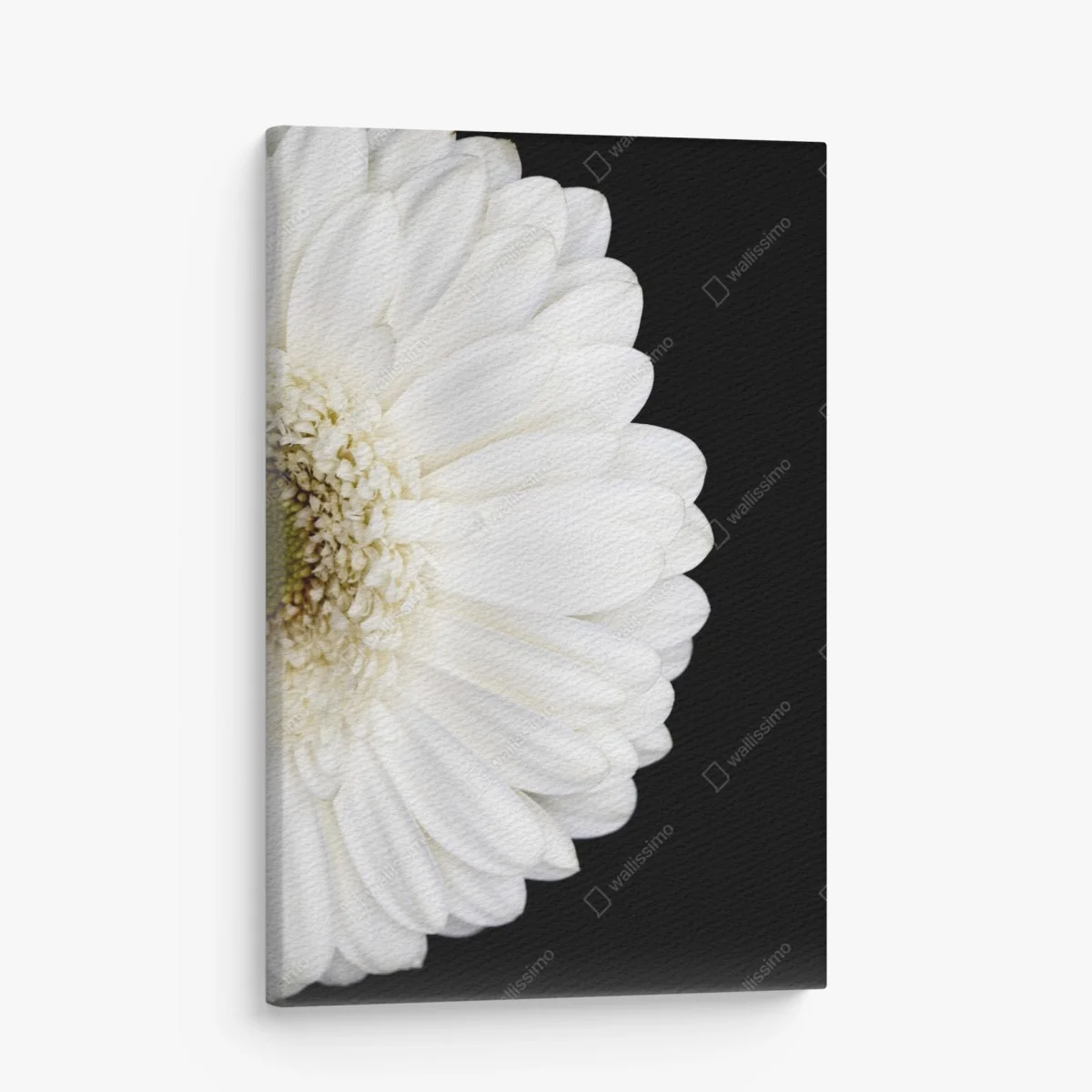 Leinwandbild weiße gerbera auf schwarzem hintergrund minimalistische nahaufnahme – Wallnifity® Leinwandbild weiße gerbera auf schwarzem hintergrund minimalistische nahaufnahme – Wallnifity®