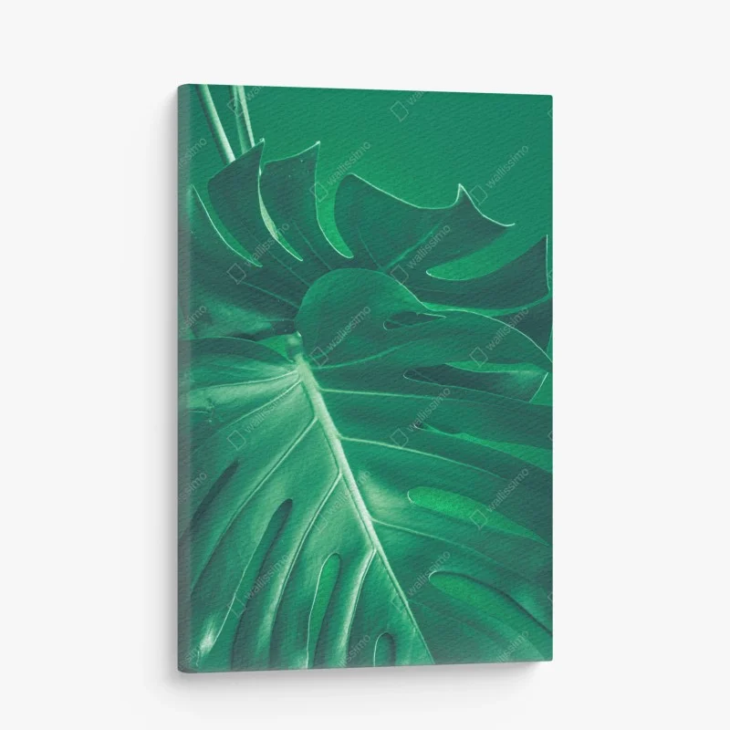 Leinwandbild prächtiges monstera-blatt nahaufnahme