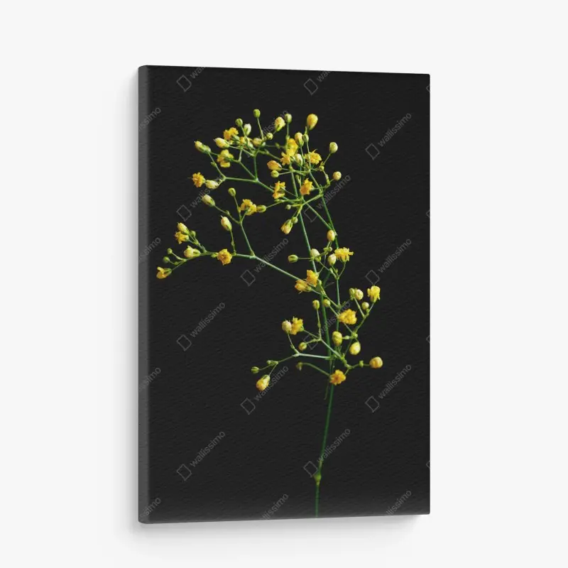 Blumen & Pflanzen – Wallnifity®