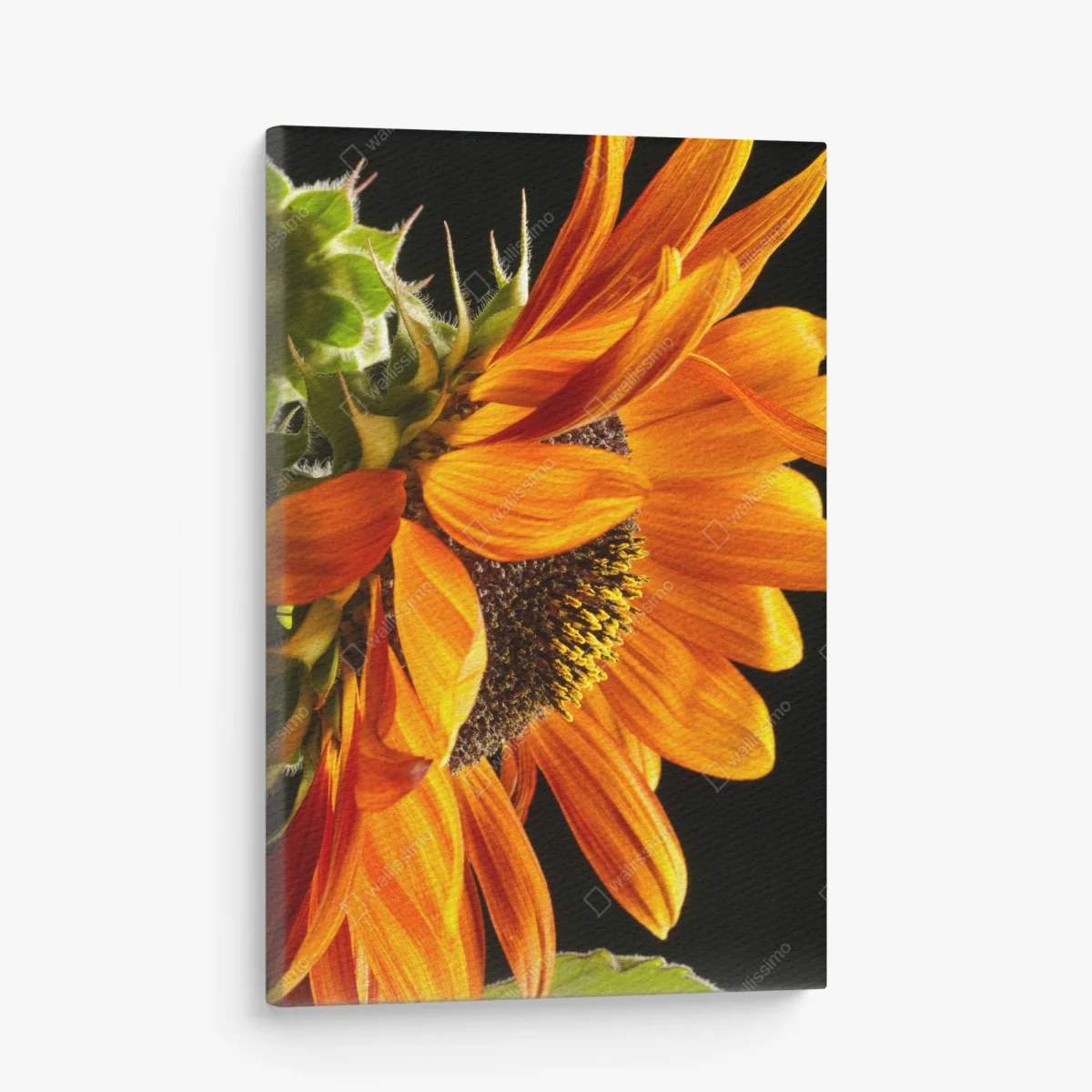 Leinwandbild leuchtende orange sonnenblume nahaufnahme – Wallnifity® Leinwandbild leuchtende orange sonnenblume nahaufnahme – Wallnifity®