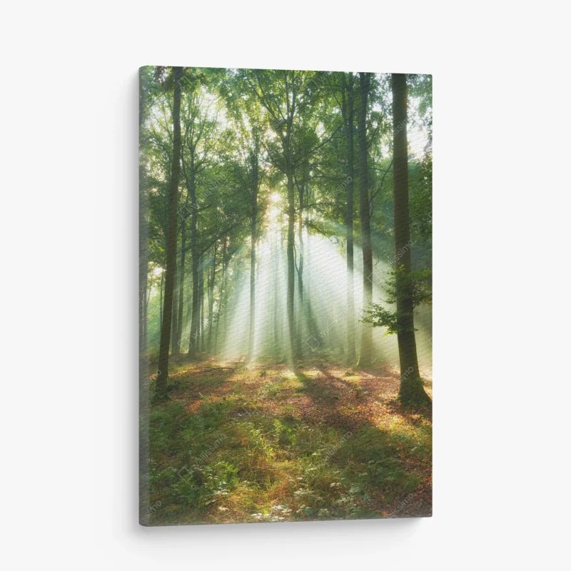 Wälder – Wallnifity®