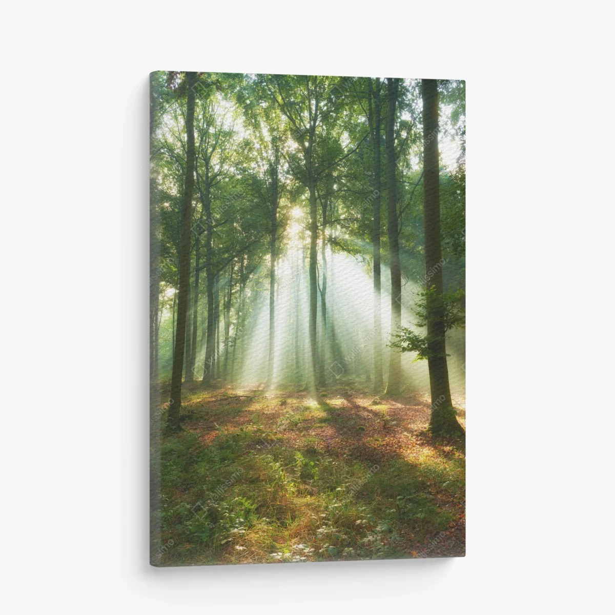 Leinwandbild morgendliches licht im wald – Wallnifity® Leinwandbild morgendliches licht im wald – Wallnifity®