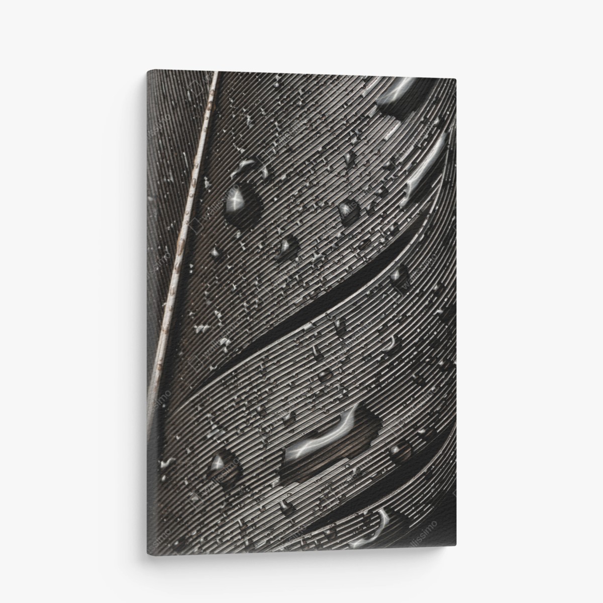 Leinwandbild monochrome feder mit wassertropfen – Wallnifity®