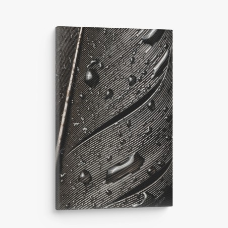 Leinwandbild monochrome feder mit wassertropfen – Wallnifity®