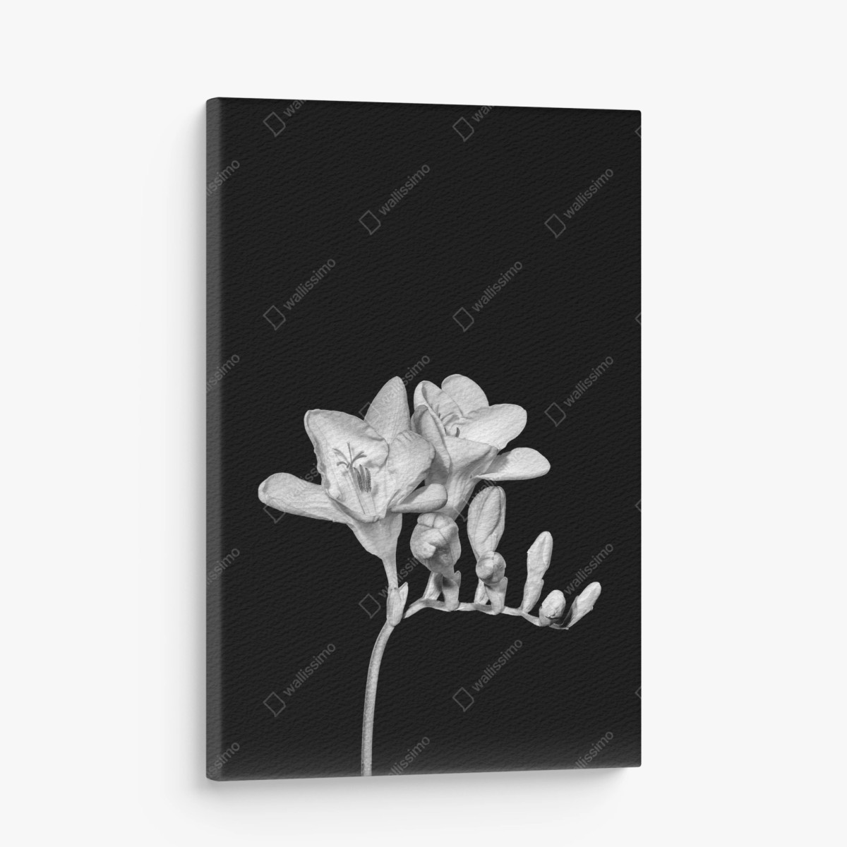 Leinwandbild zarte freesie in monochrom – Wallnifity®