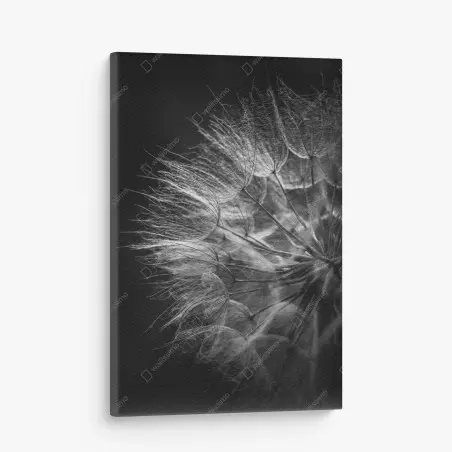 Leinwandbild zarter löwenzahn in monochrom – Wallnifity®