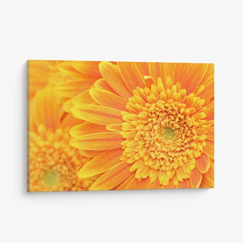Leinwandbild leuchtende orange gerbera in makro