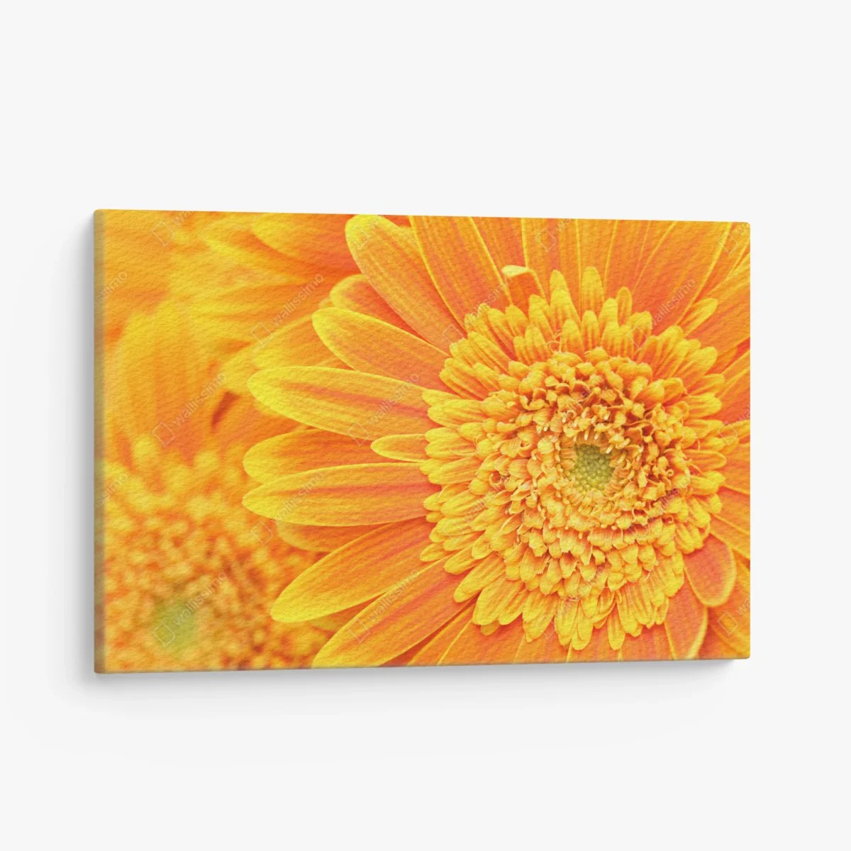 Leinwandbild leuchtende orange gerbera in makro – Wallnifity® Leinwandbild leuchtende orange gerbera in makro – Wallnifity®