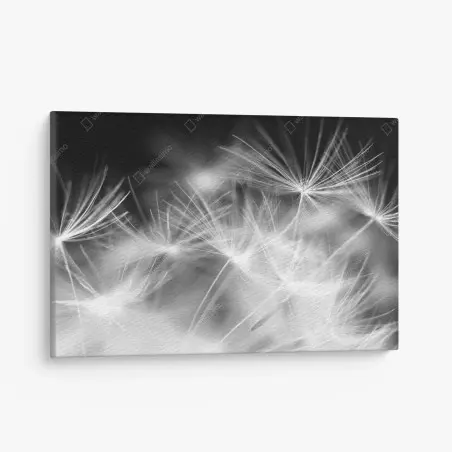 Leinwandbild zarte löwenzahnsamen in monochrom – Wallnifity®