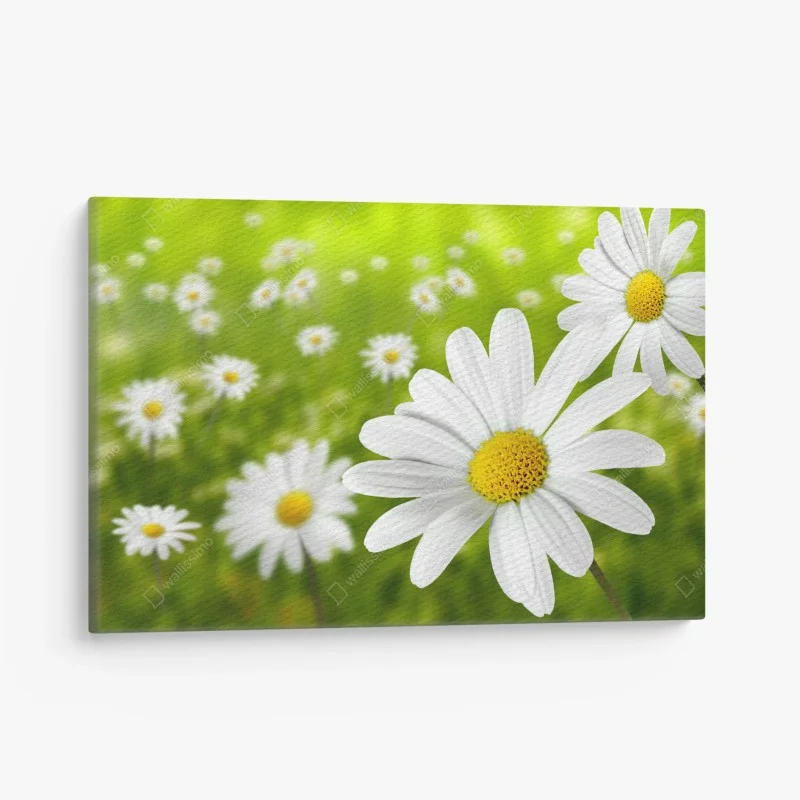 Leinwandbild weiße gänseblümchen auf der wiese – Wallnifity® Leinwandbild weiße gänseblümchen auf der wiese – Wallnifity®