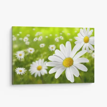 Leinwandbild weiße gänseblümchen auf der wiese – Wallnifity®