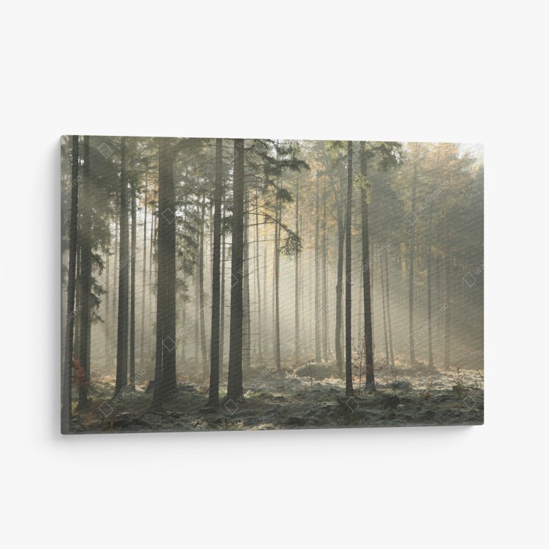 Wälder – Wallnifity®
