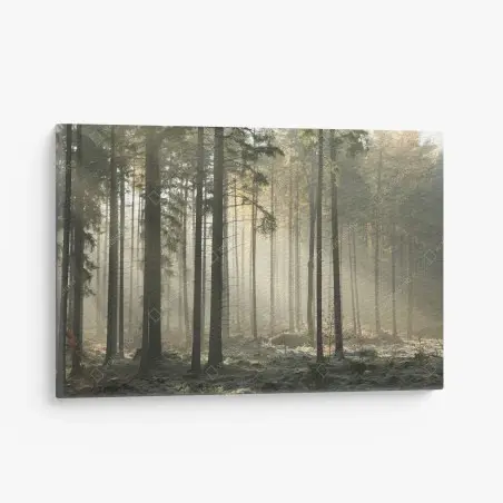 Leinwandbild nebliger morgenwald mit sonnenstrahlen – Wallnifity®