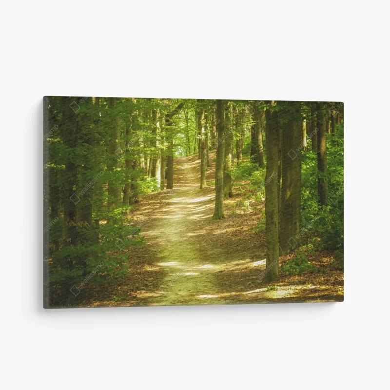 Leinwandbild sonniger waldpfad
