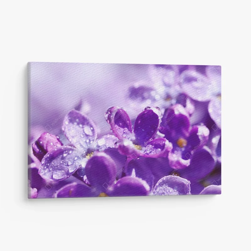 Leinwandbild lila fliederblüte mit tau