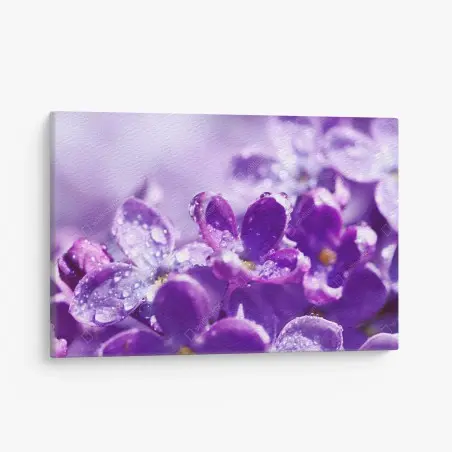 Leinwandbild lila fliederblüte mit tau – Wallnifity®