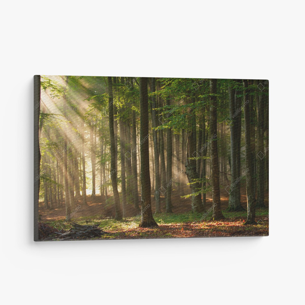 Leinwandbild morgendliches licht im buchenwald – Wallnifity®