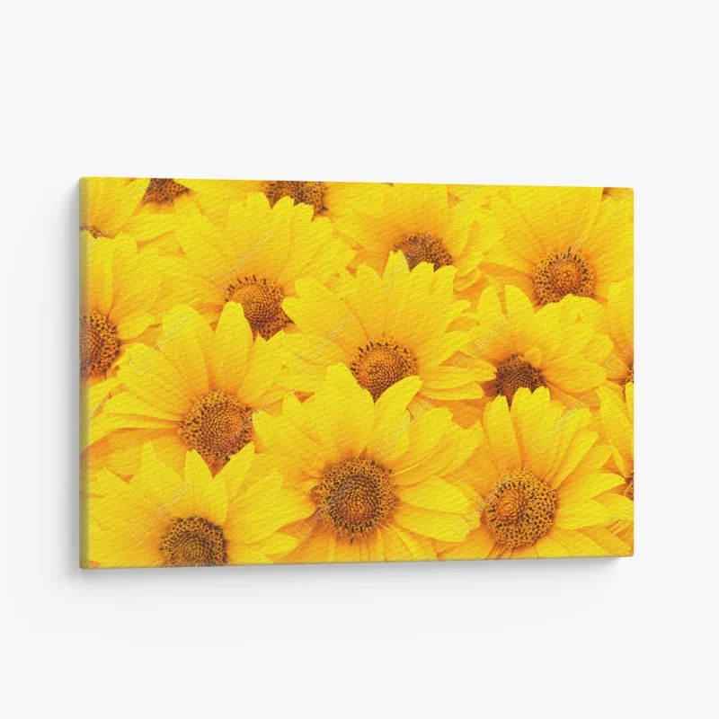 Leinwandbild leuchtende gelbe sonnenblumen in nahaufnahme