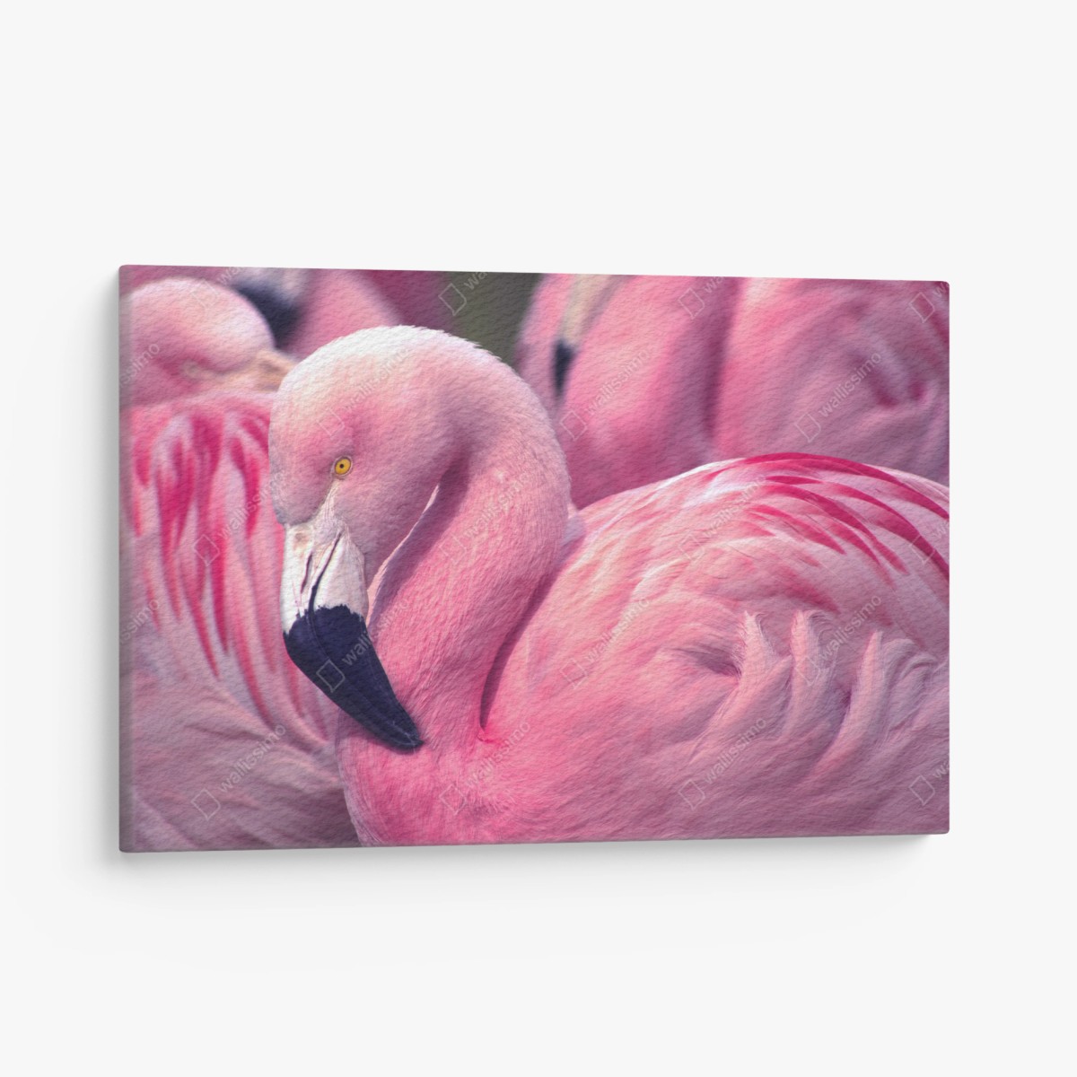 Leinwandbild rosa flamingo nahaufnahme – Wallnifity®
