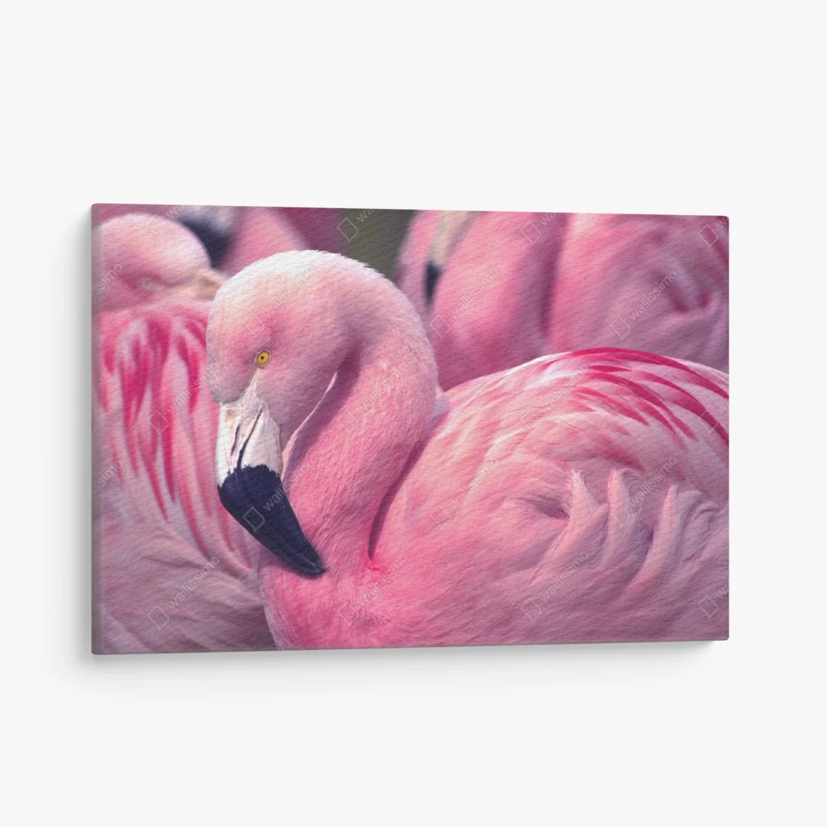 Leinwandbild rosa flamingo nahaufnahme – Wallnifity® Leinwandbild rosa flamingo nahaufnahme – Wallnifity®